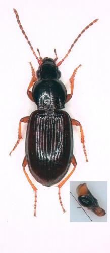 Réf. 262 597 : Pterostichus strenuus